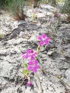 Image of Silene colorata Poir.