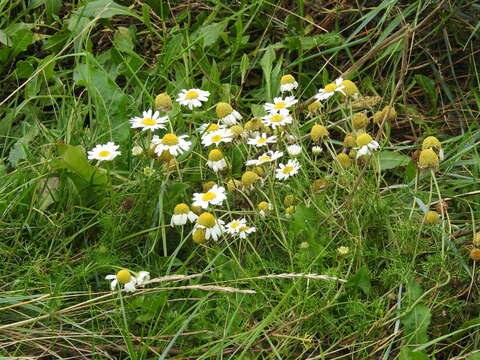 Image of false mayweed