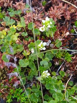 Imagem de Saxifraga rivularis L.