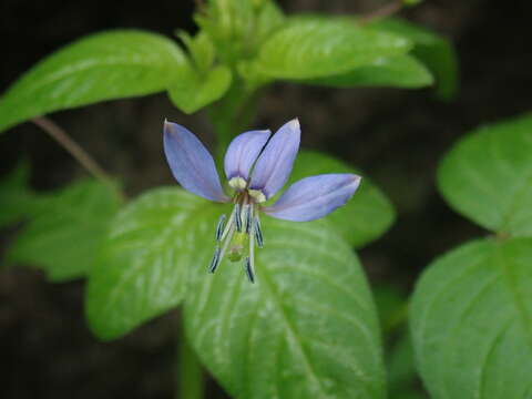 Image of fringed spiderflower