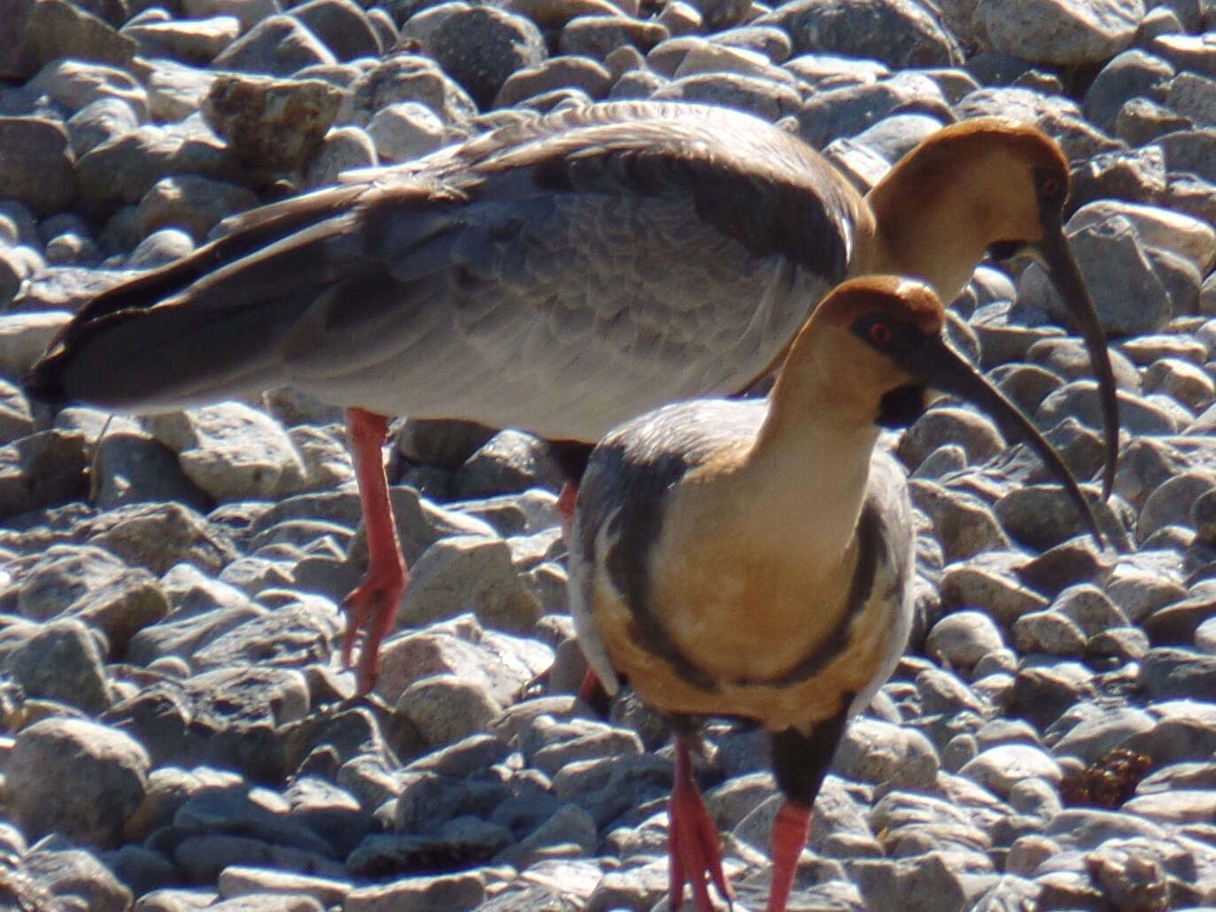 Image of Black-faced Ibis