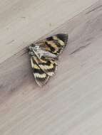 Image of Yellow Bands Underwing