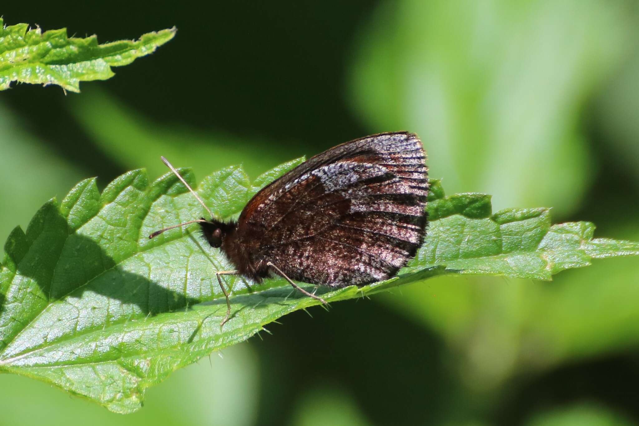 Image of Water Ringlet