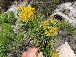 Image of Hymenolepis indivisa (Harv.) M. Källersjö