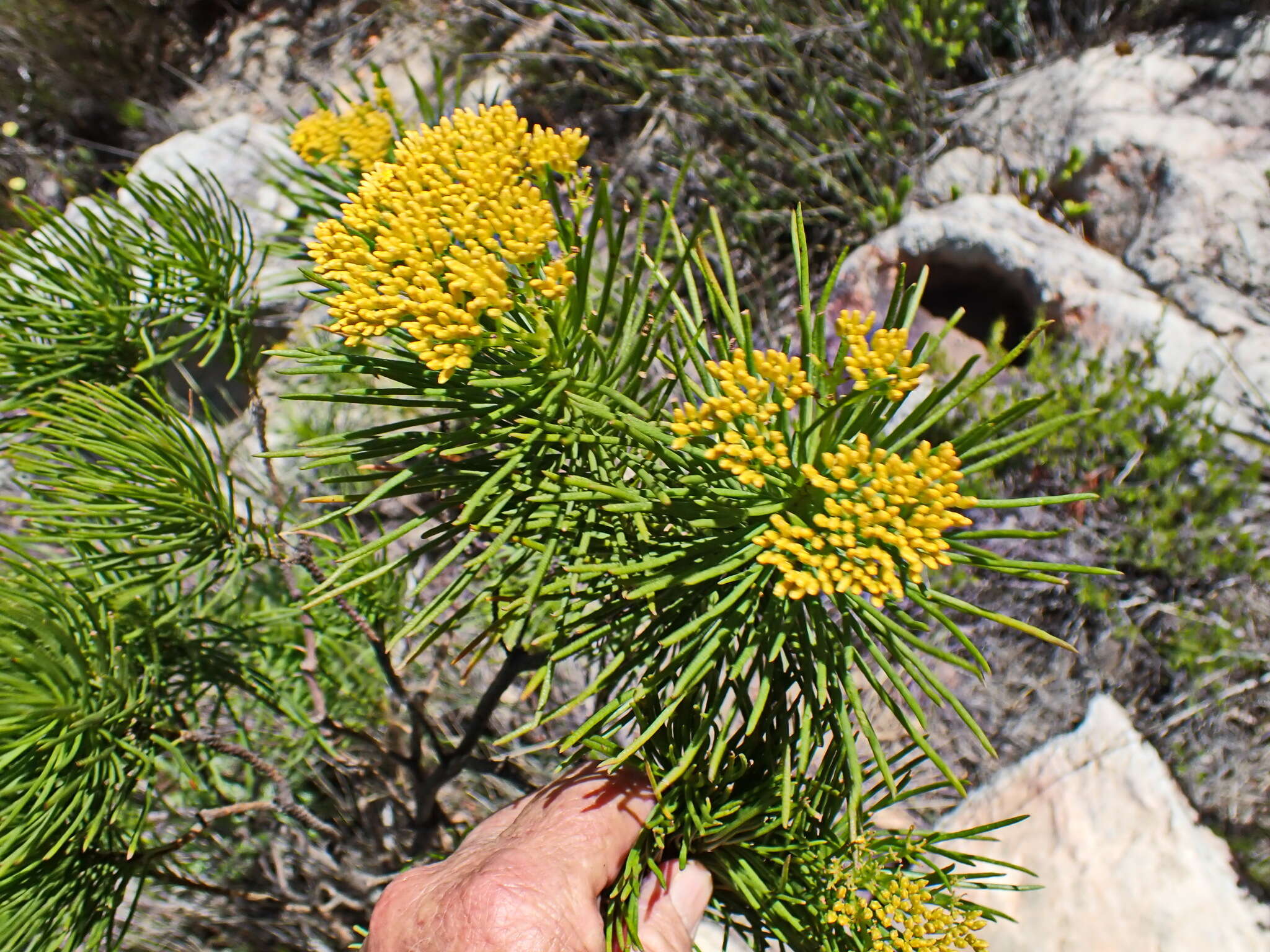 Image of Hymenolepis indivisa (Harv.) M. Källersjö