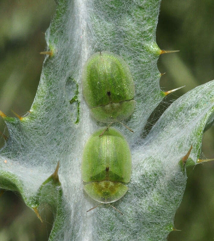 Image of Cassida (Cassida) deflorata Suffrian 1844