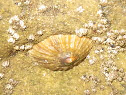 Image of Mediterranean limpet