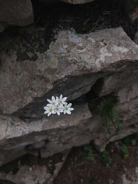 Image of Allium subhirsutum L.