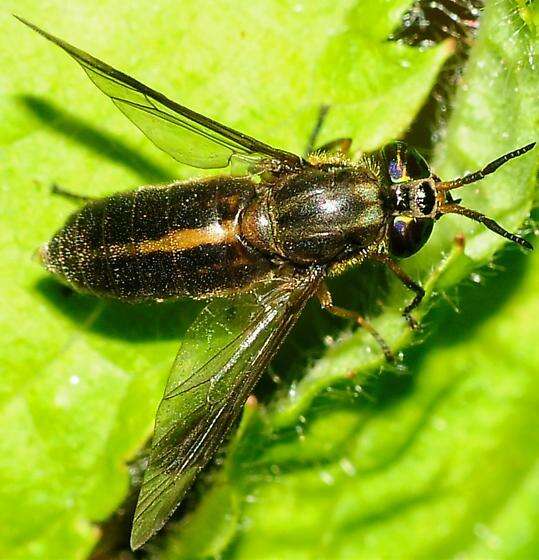 Image of Chrysops univittatus Macquart 1855