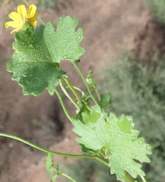 Image of Cineraria lobata L'Hér.