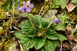 Image of Ramonda serbica Pancic