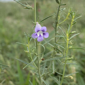 Sivun Peliostomum leucorrhizum E. Mey. ex Benth. kuva