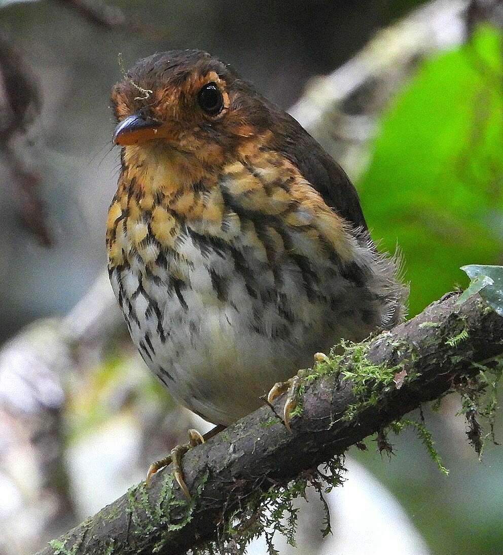 Image of Ochre-breasted Antpitta