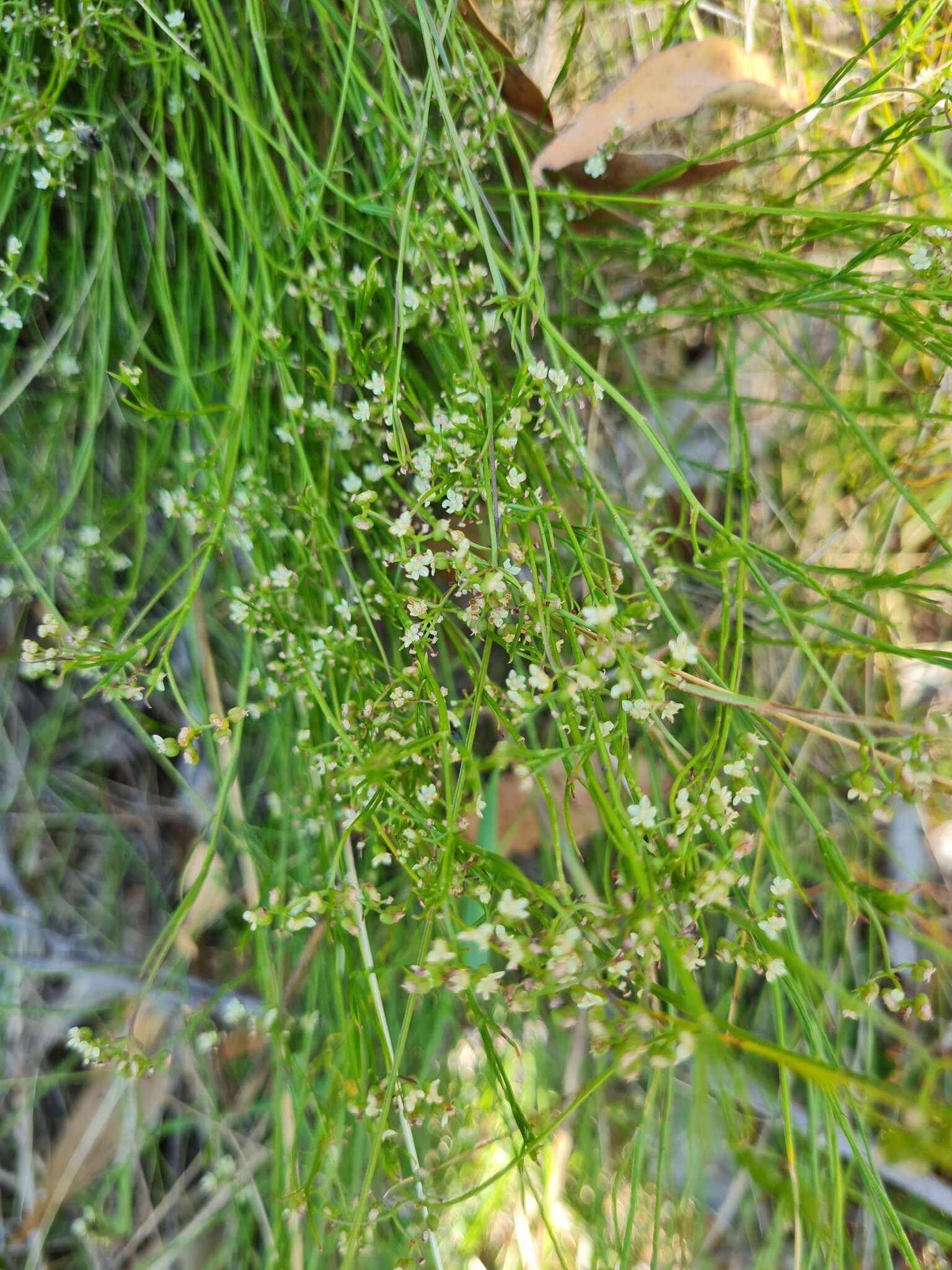 صورة Platysace heterophylla var. heterophylla