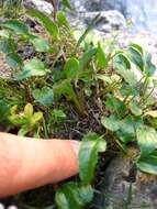 Image of Horned Rampion