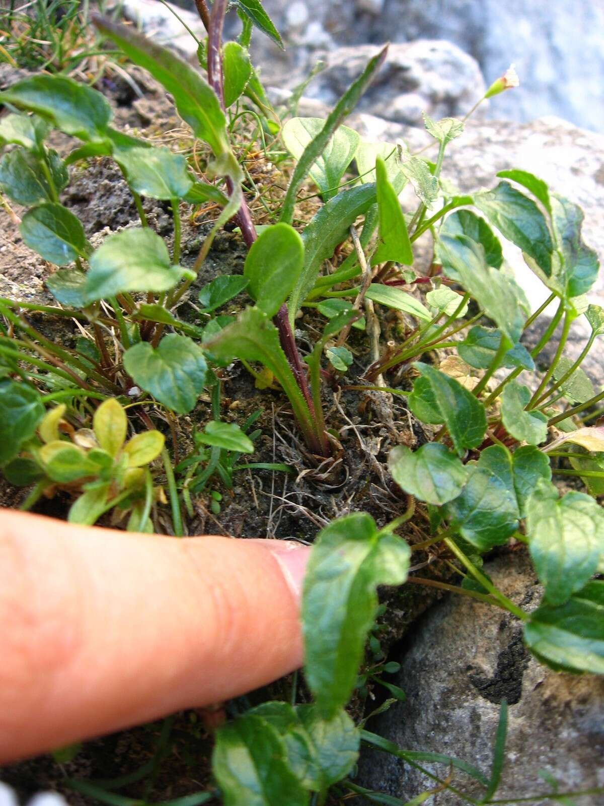 Image of Horned Rampion