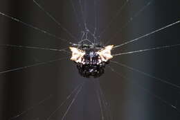 Image of Gasteracantha mediofusca (Doleschall 1859)