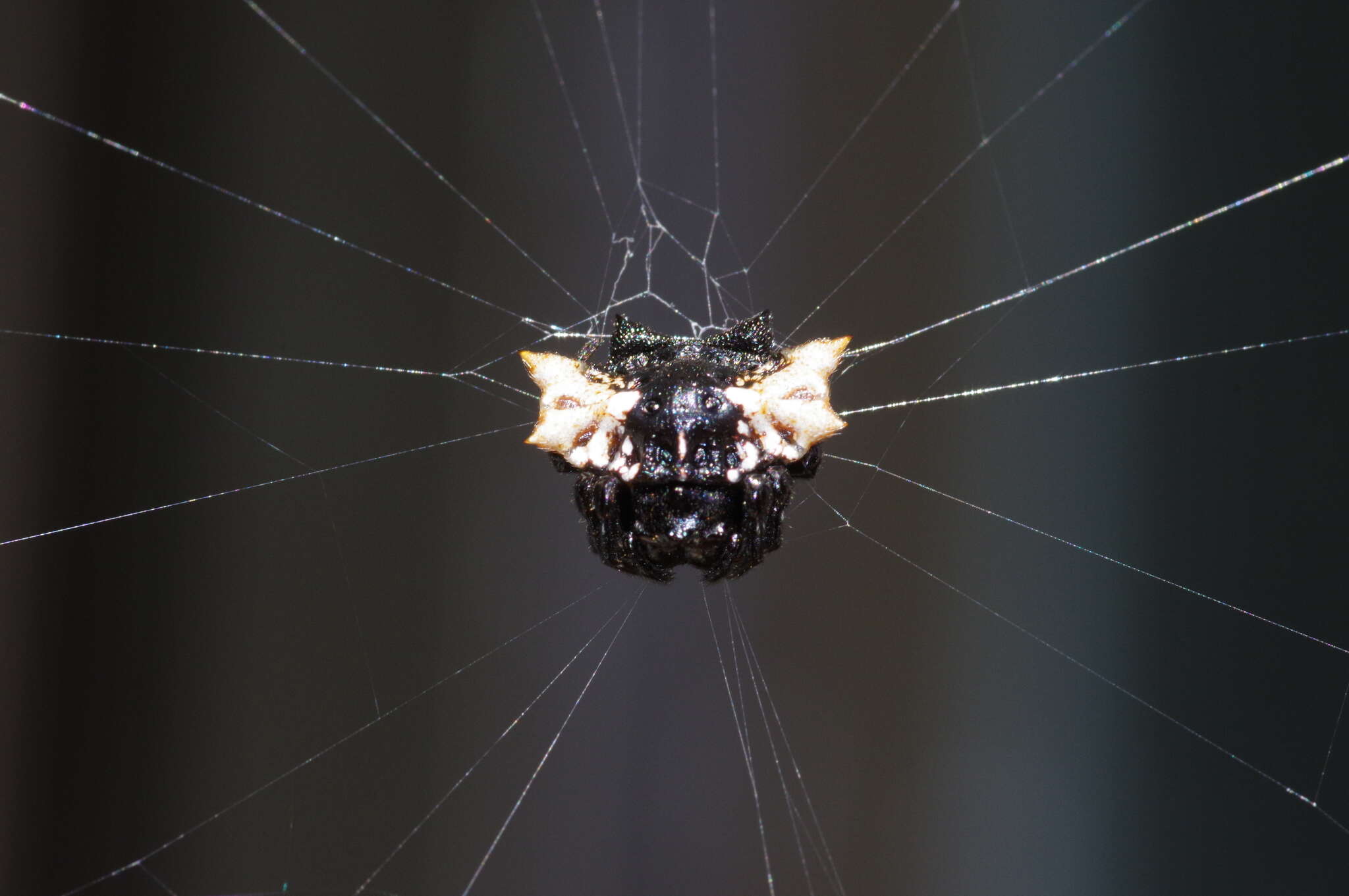 Image of Gasteracantha mediofusca (Doleschall 1859)