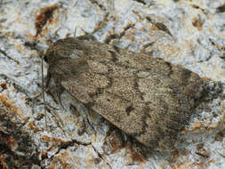 Image of Marsh moth