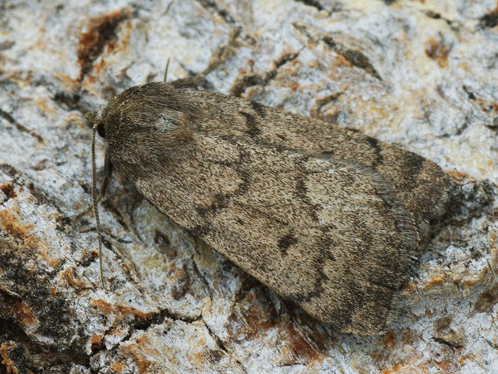 Image of Marsh moth