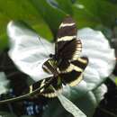 Heliconius sara theudela Hewitson 1874的圖片