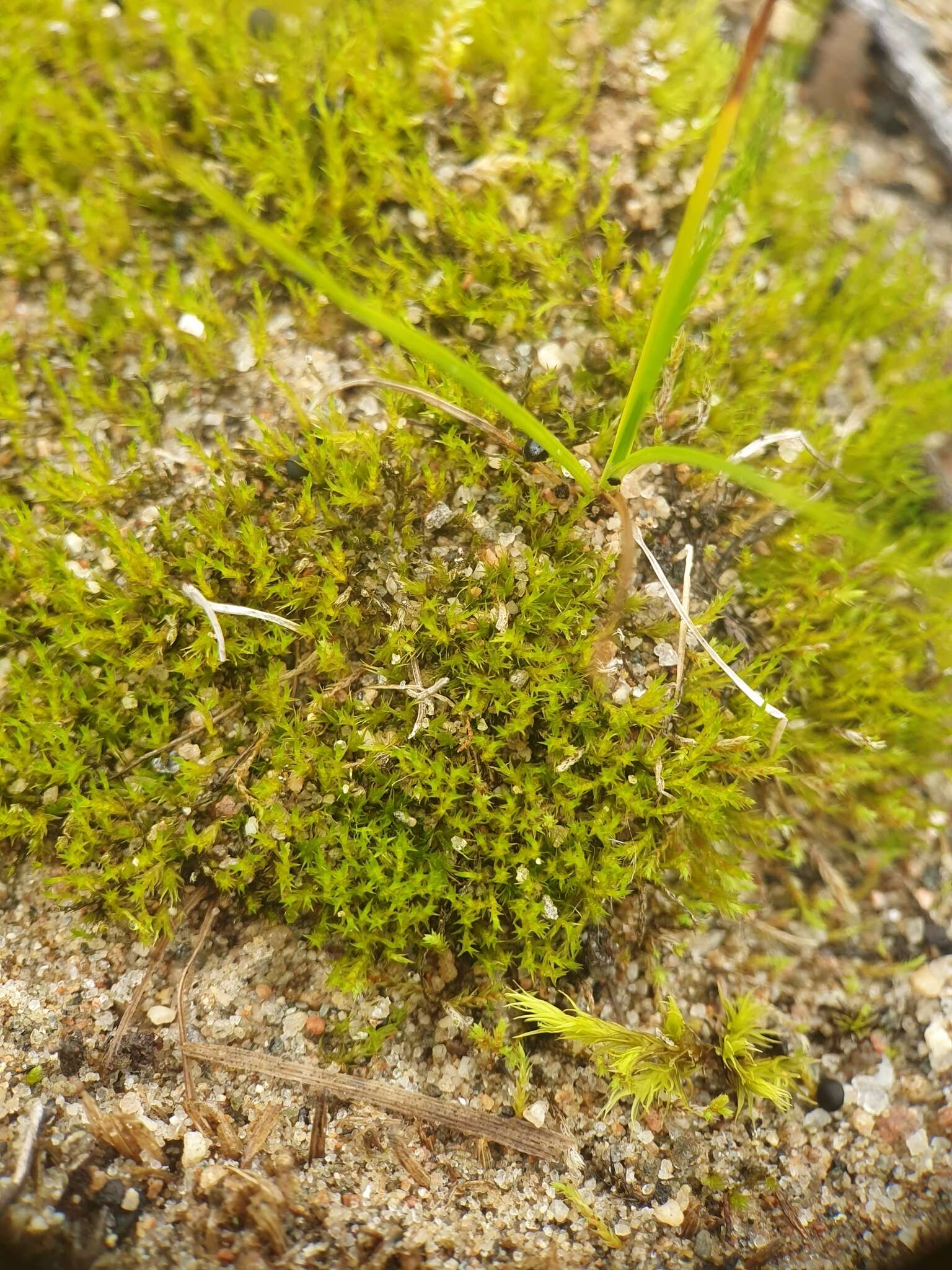 Image of clay earth-moss