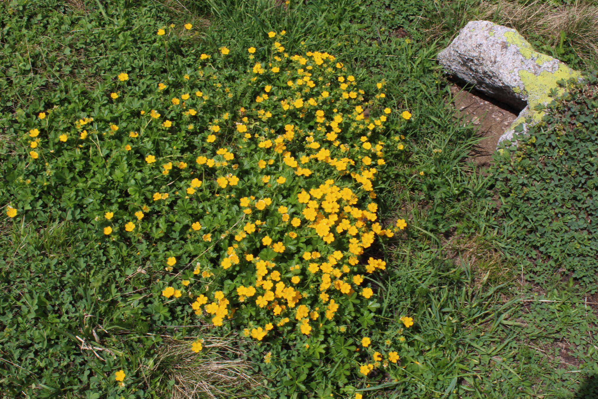 Image of Potentilla ruprechtii Boiss.