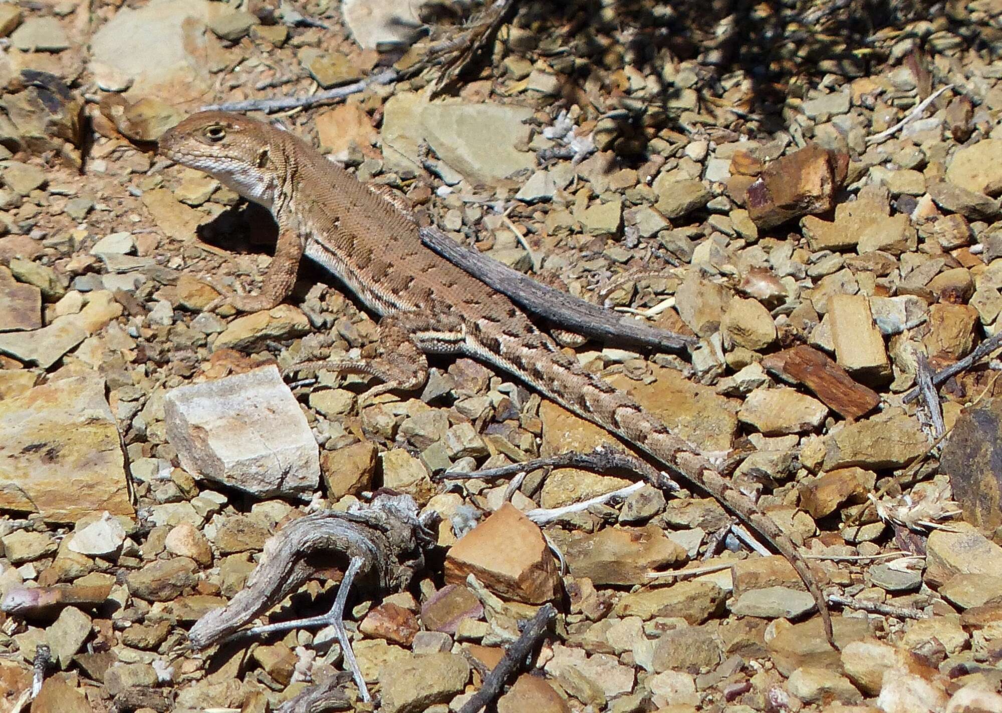 Image de Liolaemus ornatus Koslowsky 1898