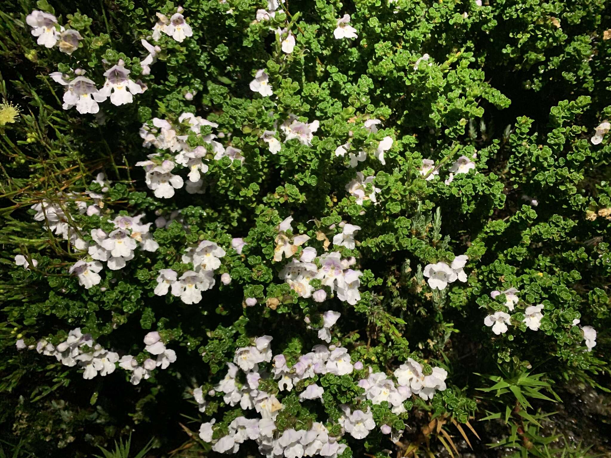 Imagem de Prostanthera cuneata Benth.