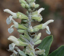 Image of Salvia candicans M. Martens & Galeotti