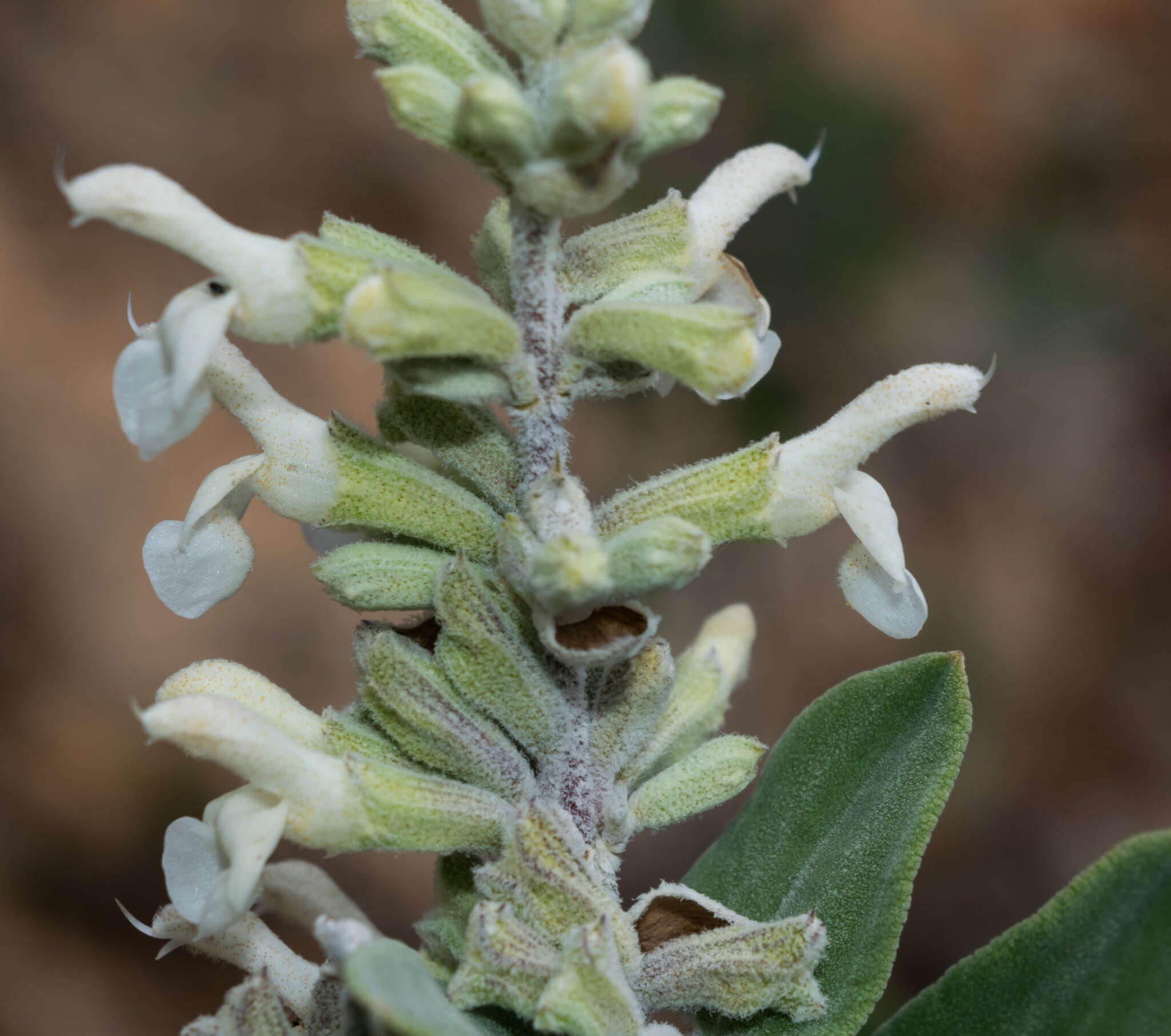 Imagem de Salvia candicans M. Martens & Galeotti