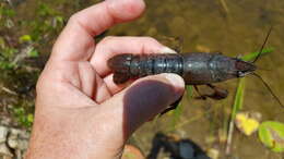 Image of White River Crayfish