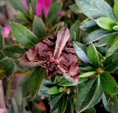 Image of Cuban Sphinx Moth