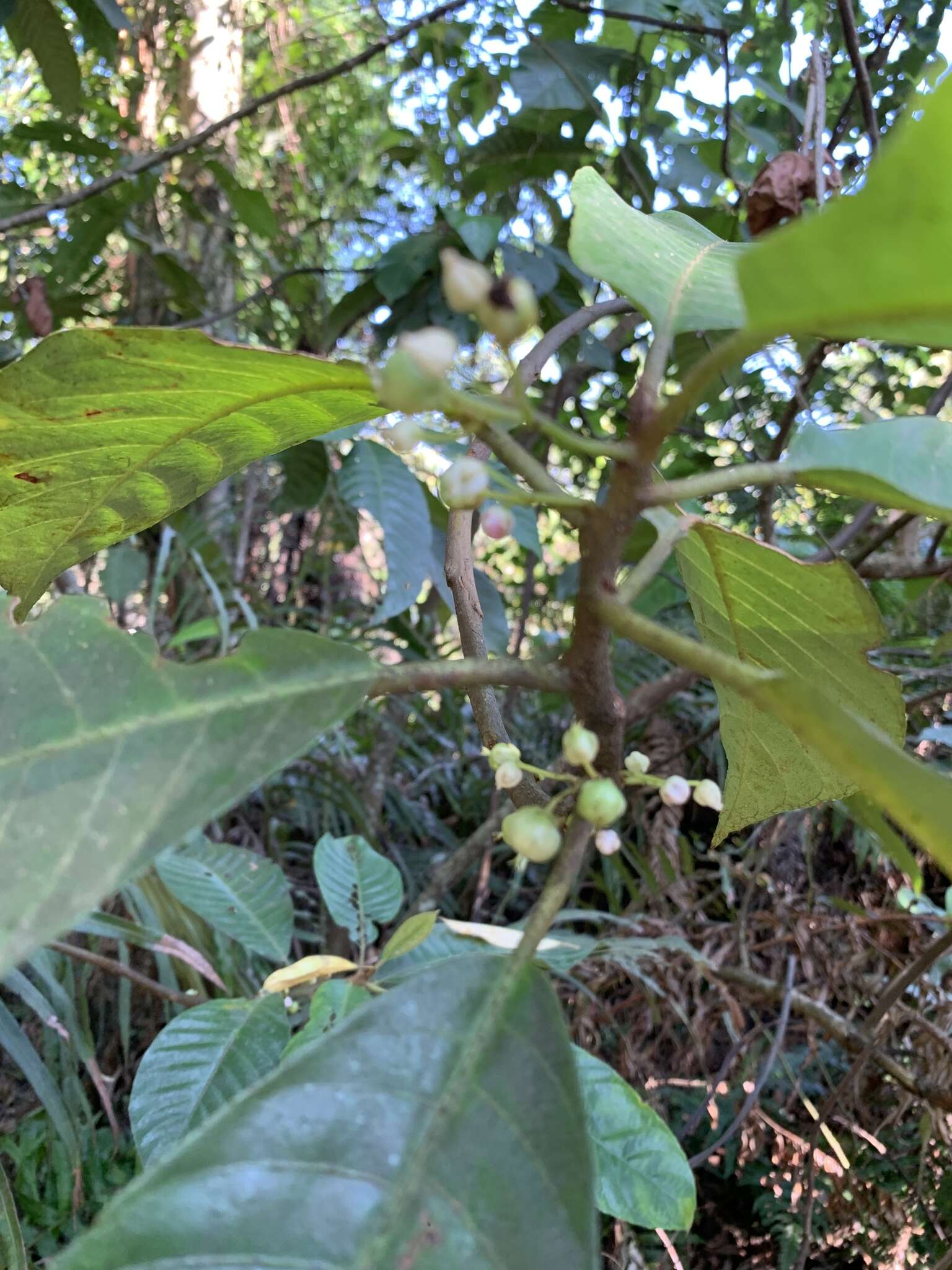 Image of Saurauia tristyla DC.