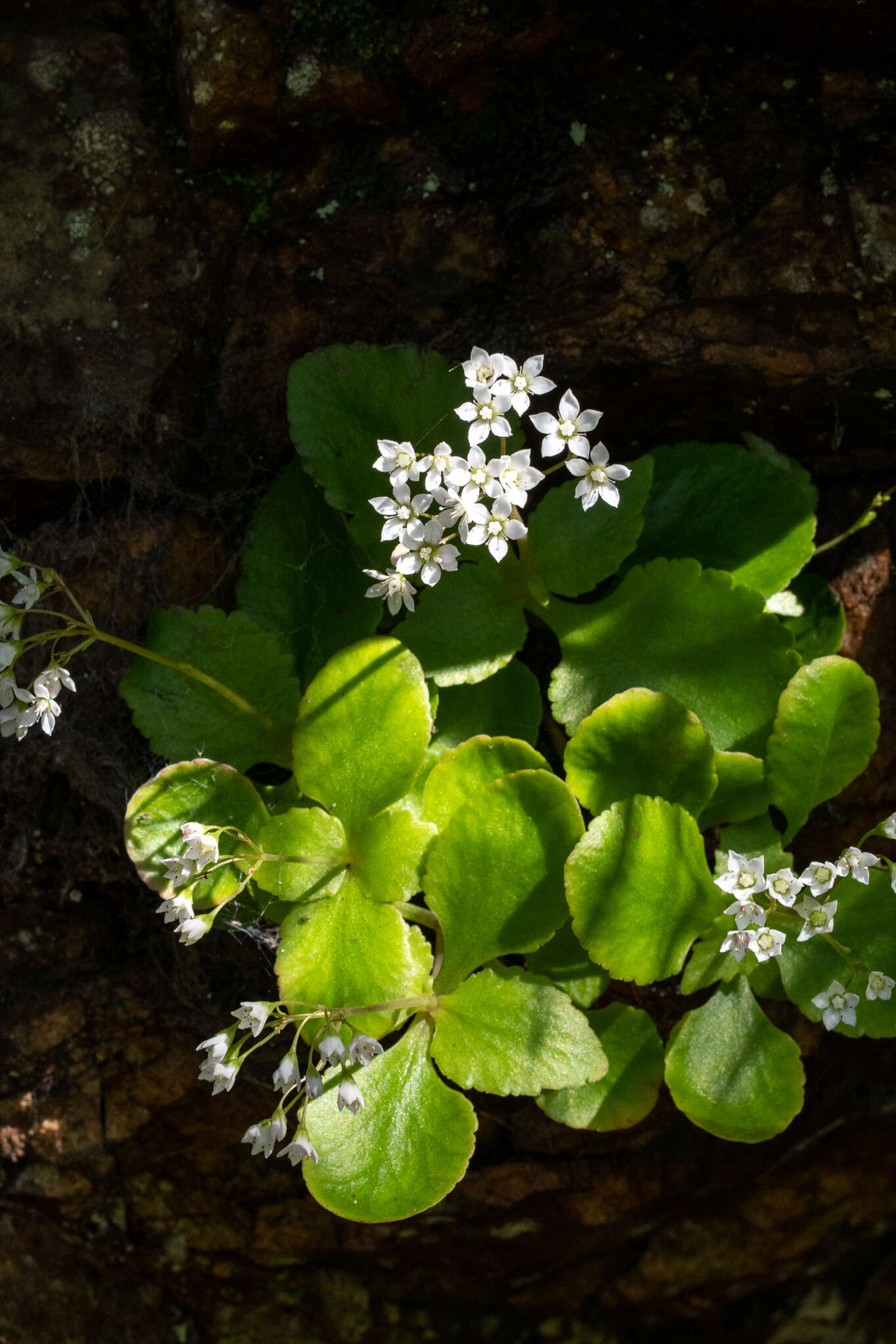 Image of Crassula capensis var. promontorii (Schönl. & Bak. fil.) Tölken