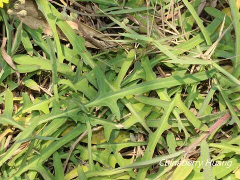 Image of Ixeris japonica (Burm. fil.) Nakai