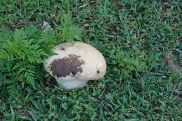 Слика од Calvatia cyathiformis (Bosc) Morgan 1890