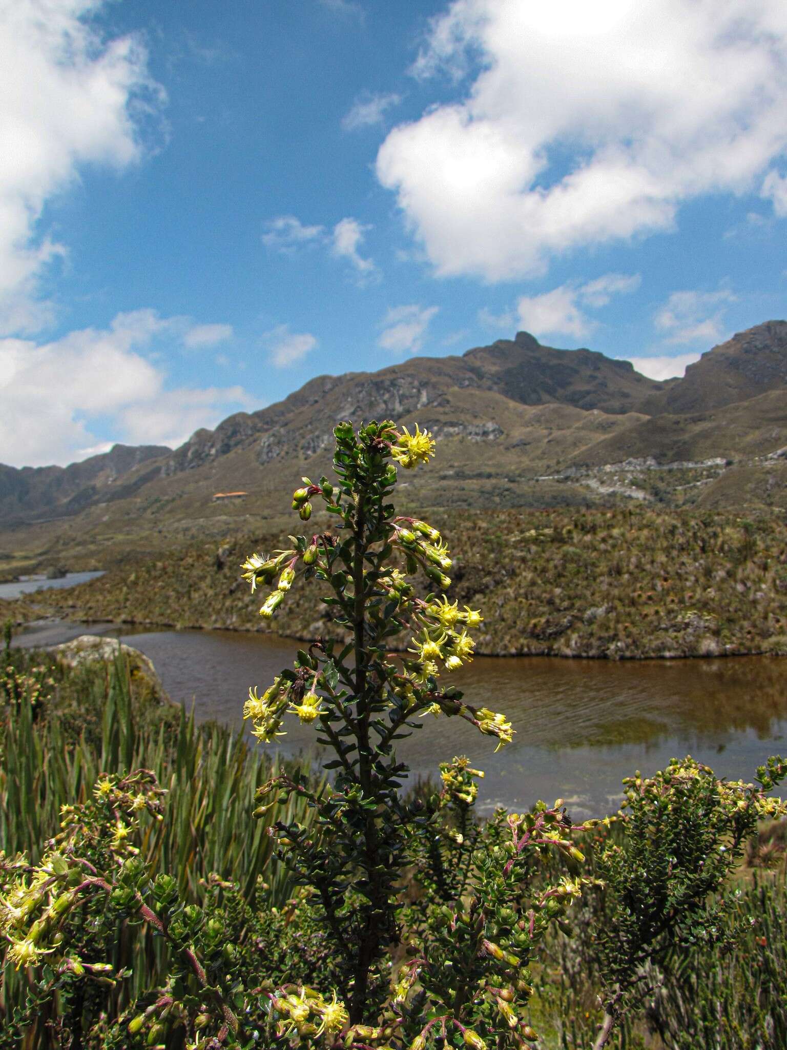 Imagem de Monticalia arbutifolia (Kunth) C. Jeffrey