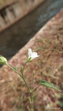 Image of Hibiscus lobatus (Murray) Kuntze