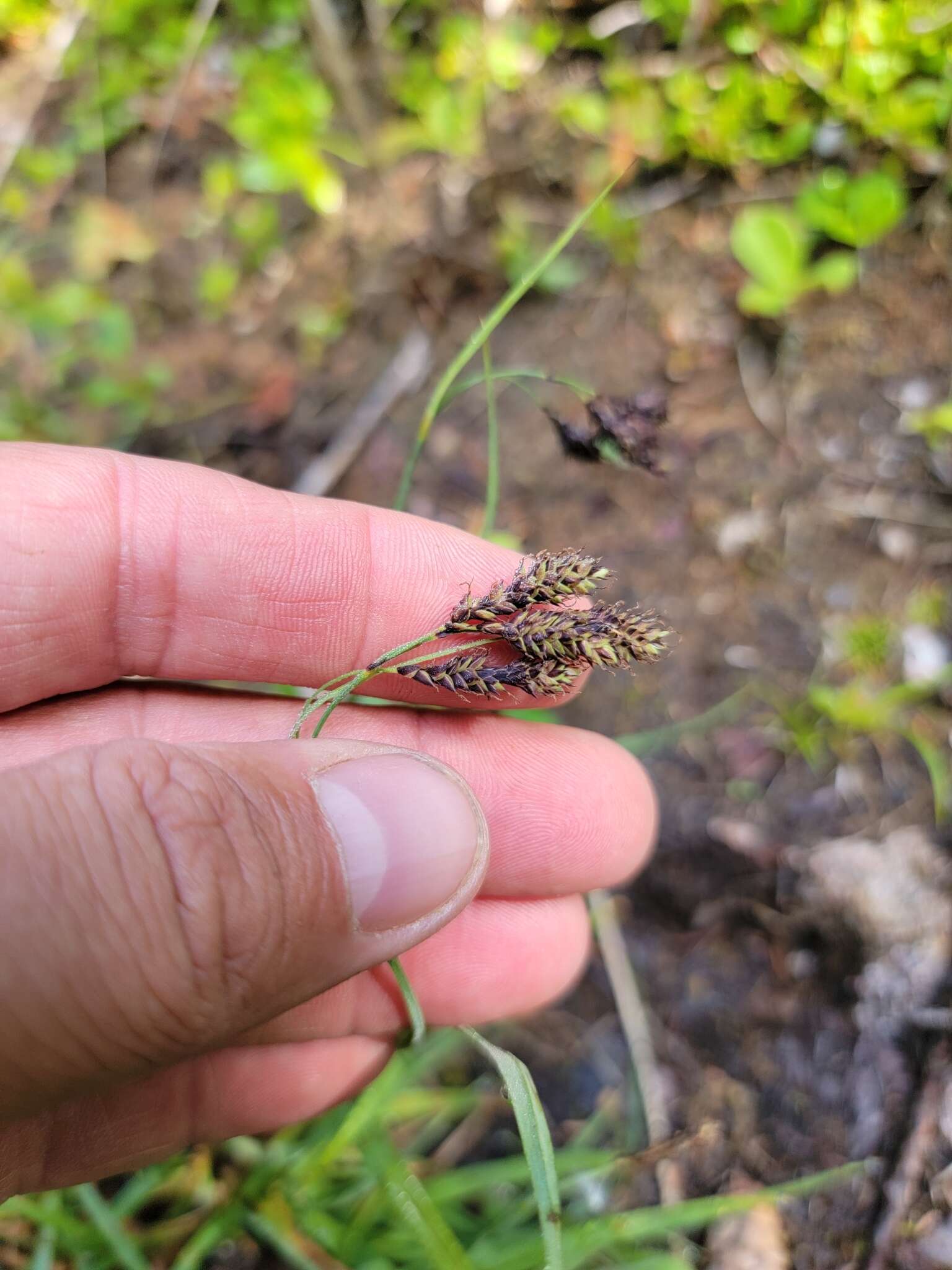 Image of scrabrous black sedge