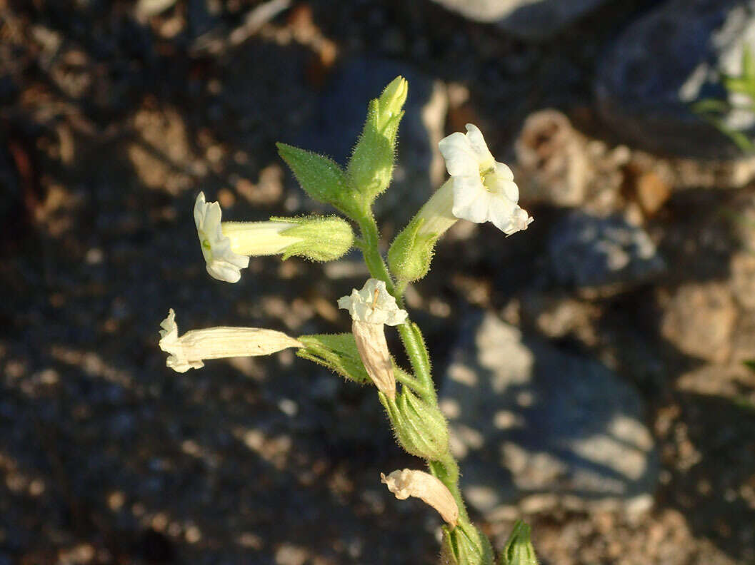 Image of desert tobacco,