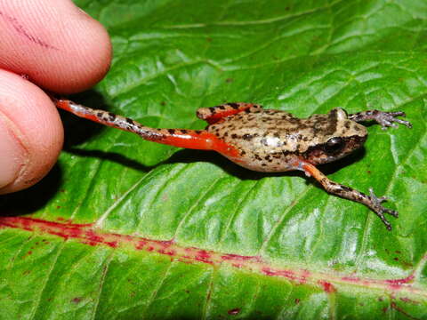 Image of Eleutherodactylus jaliscoensis Grünwald, Reyes-Velasco, Franz-Chávez, Morales-Flores, Ahumada-Carrillo, Jones & Boissinot 2018