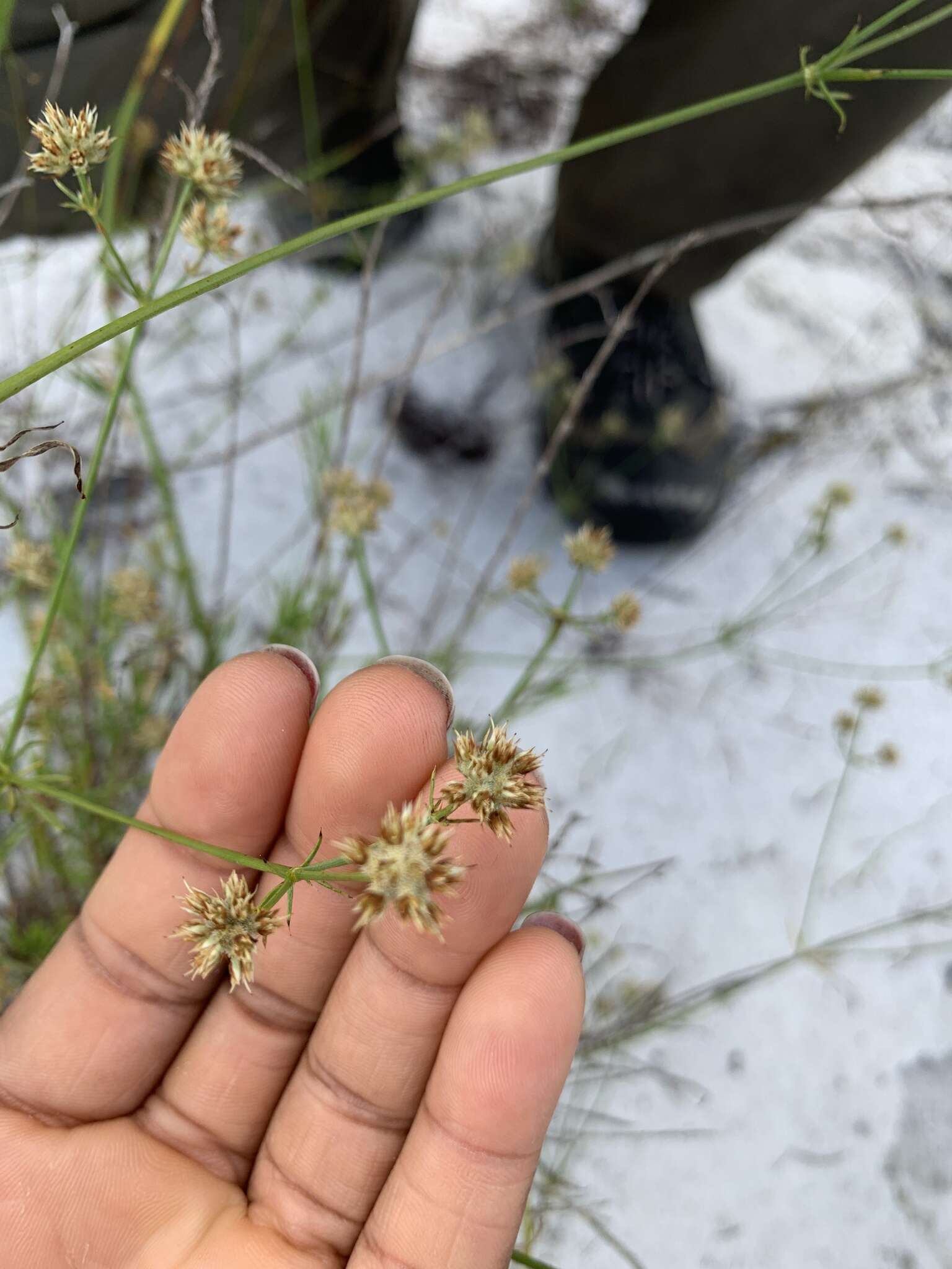 Image of wedgeleaf eryngo