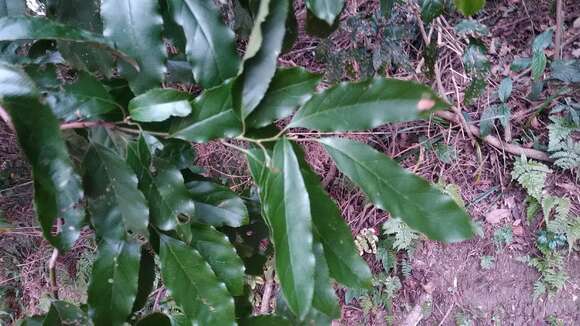 Image of Itea parviflora Hemsl.