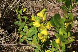 Image de Hermannia saccifera (Turcz.)