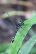 Image of Macrothemis imitans Karsch 1890