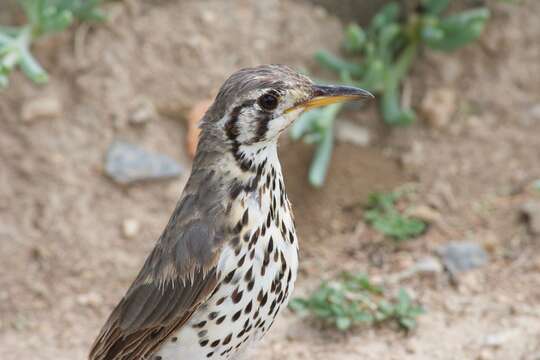 Image of Turdus litsitsirupa pauciguttatus Clancey 1956