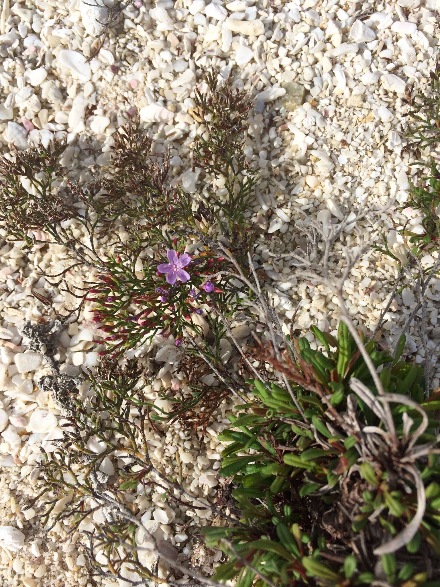 Imagem de Limonium scabrum (Thunb.) Kuntze