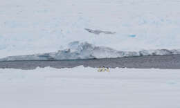 Image of Emperor Penguin