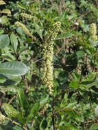 Image of pokeweed